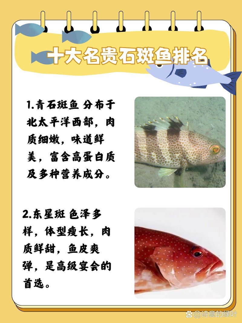 石斑魚品種前十名排名【海洋珍饈傳奇 石斑魚品種前十名排名【海洋珍饈傳奇\