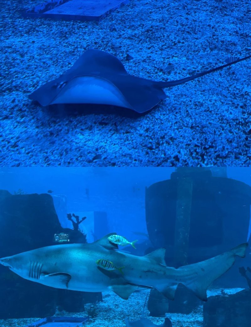 歷城水族店【濟南歷城區(qū)彩鰈水族店哪家口碑最好】