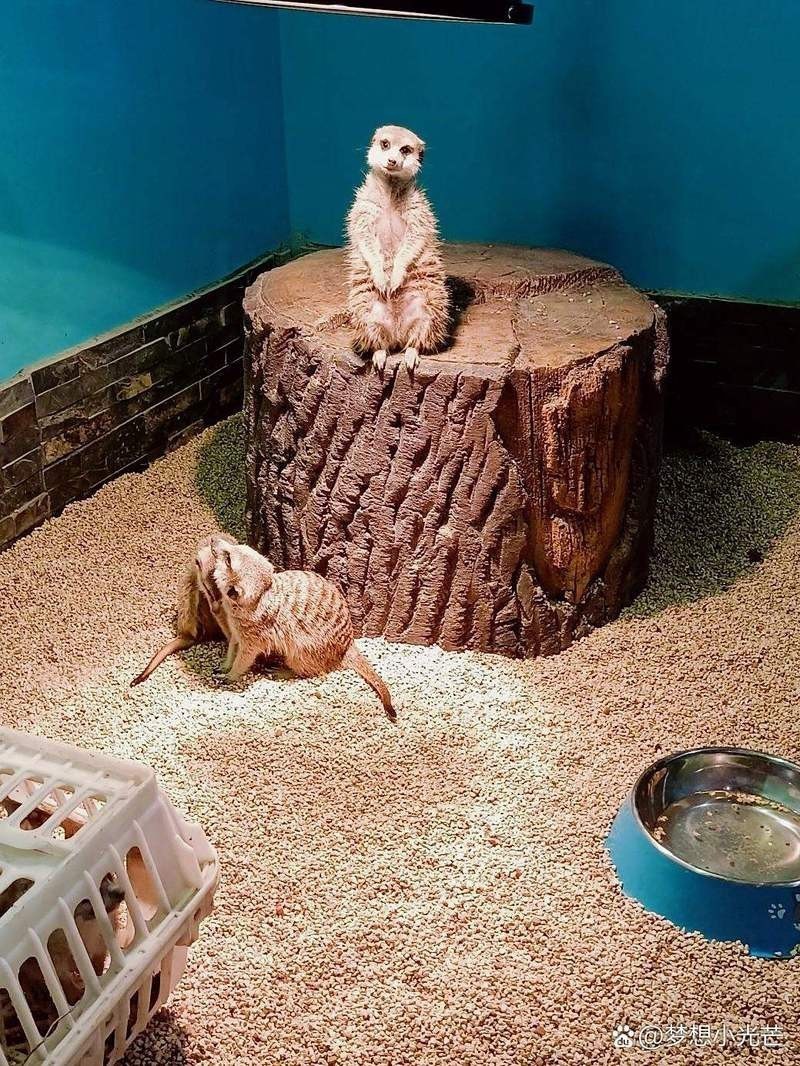 歷城水族店【濟南歷城區(qū)彩鰈水族店哪家口碑最好】