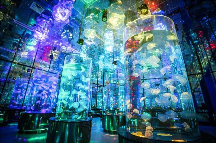 歷城水族店【濟南歷城區(qū)彩鰈水族店哪家口碑最好】