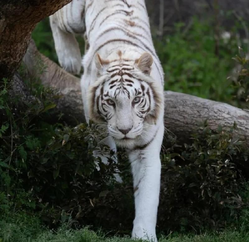 紅虎的寓意和象征【紅虎作為中國傳統文化中的獨特符號，融合了虎的原始象征與紅色文化的特殊內涵】