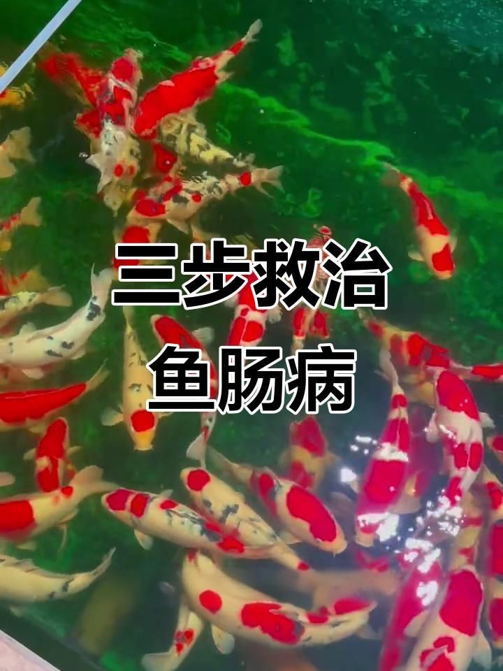 如何預防龍魚腸炎【智能模式回答完成調用工具：百度健康預防龍魚腸炎】 如何預防龍魚腸炎【智能模式回答完成調用工具：百度健康預防龍魚腸炎】 龍魚百科 第5張