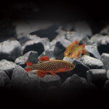 火熾金鉆魚什么價格【火熾金鉆魚價格概述】 龍魚論壇 第1張 火熾金鉆魚什么價格【火熾金鉆魚價格概述】 火熾金鉆魚什么價格【火熾金鉆魚價格概述】 龍魚論壇 第1張