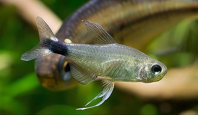 火熾金鉆魚什么價格【火熾金鉆魚價格概述】 龍魚論壇 第5張 火熾金鉆魚什么價格【火熾金鉆魚價格概述】 火熾金鉆魚什么價格【火熾金鉆魚價格概述】 龍魚論壇 第5張