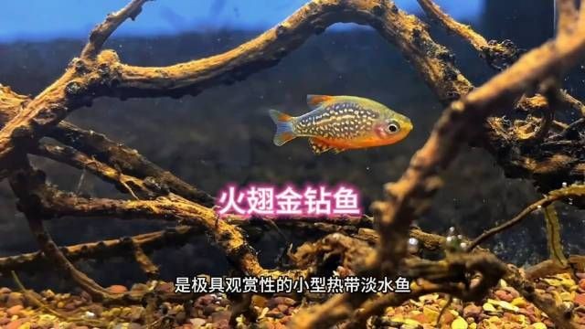 火熾金鉆魚什么價格【火熾金鉆魚價格概述】 龍魚論壇 第4張 火熾金鉆魚什么價格【火熾金鉆魚價格概述】 火熾金鉆魚什么價格【火熾金鉆魚價格概述】 龍魚論壇 第4張