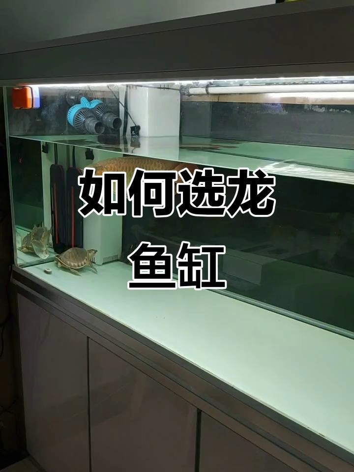 龍魚用什么魚缸比較好【養(yǎng)龍魚缸尺寸選擇指南:魚缸尺寸選擇指南】