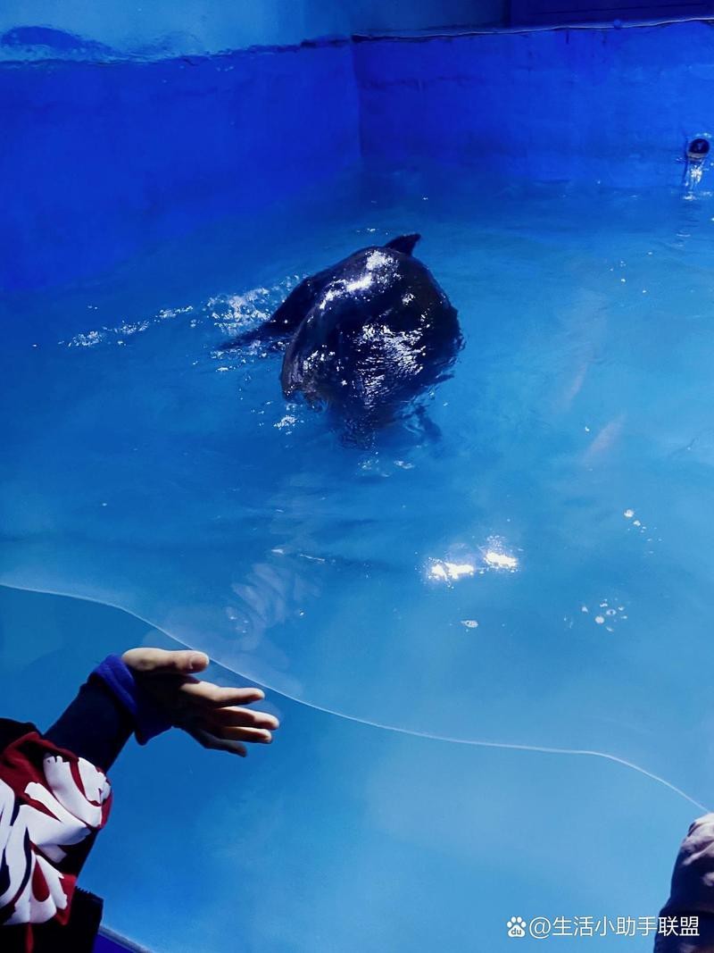 鄲城水族店【**鄲城水族店萬洋水族館】 鄲城水族店【**鄲城水族店萬洋水族館】 全國水族館企業名錄 第2張