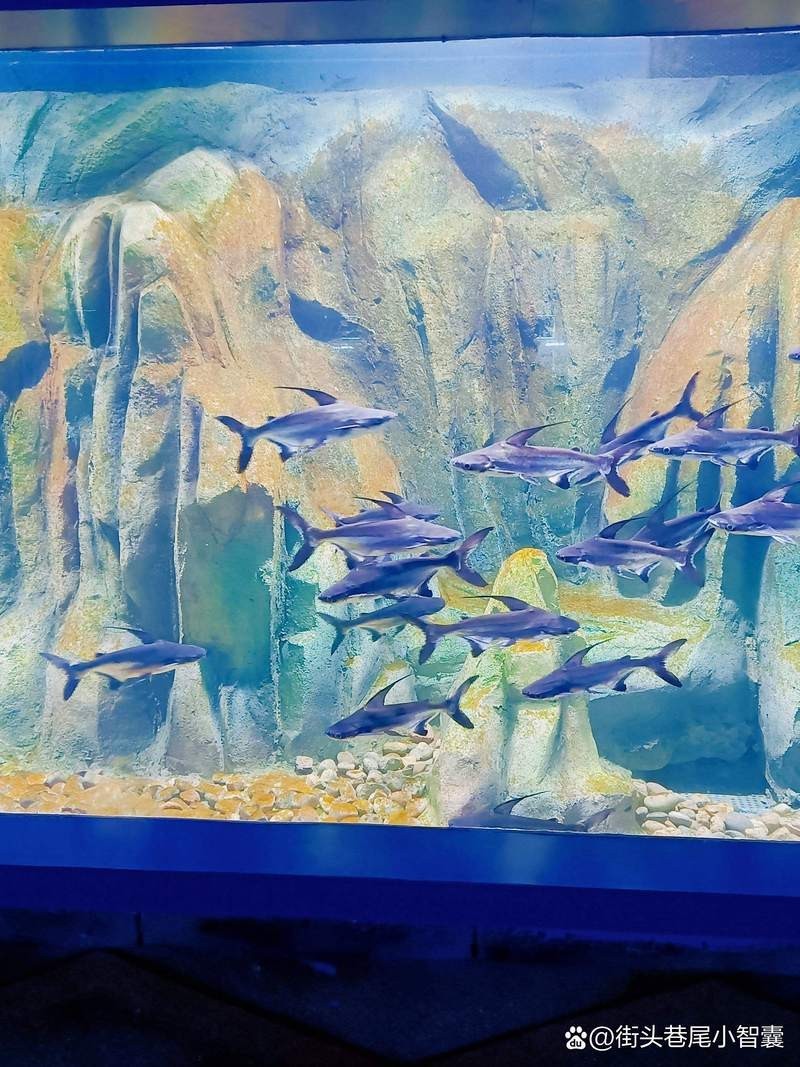 鄲城水族店【**鄲城水族店萬洋水族館】 鄲城水族店【**鄲城水族店萬洋水族館】 全國水族館企業名錄 第1張