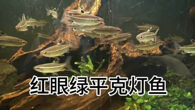紅尾平克兇猛的出處與背景介紹【紅尾平克兇猛的出處與背景介紹..】