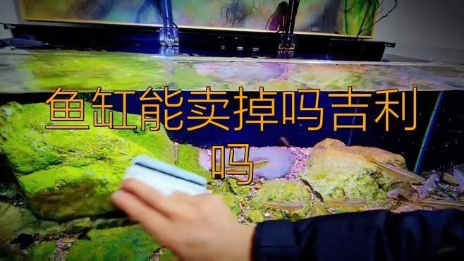 賣掉魚缸最忌三種東西【賣掉魚缸有什么忌諱】 賣掉魚缸最忌三種東西【賣掉魚缸有什么忌諱】 龍魚百科 第3張
