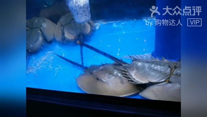 長豐水族店【水族愛好者的奇妙天地——長豐水族店】