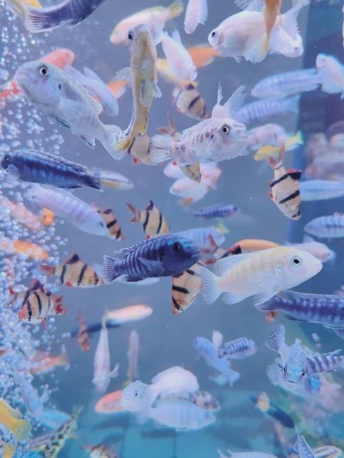 長豐水族店【水族愛好者的奇妙天地——長豐水族店】