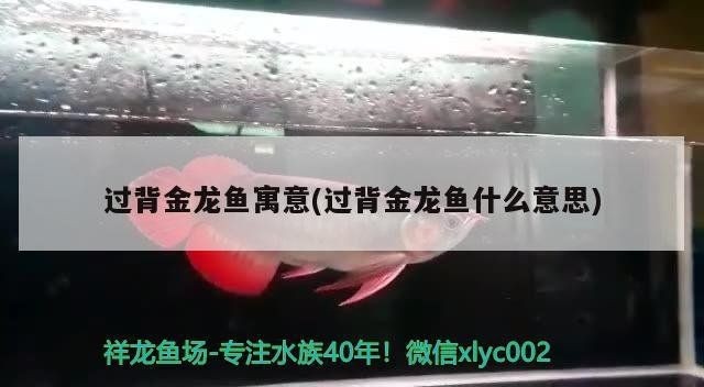 賽級過背金龍是褒義還是貶義【什么是賽級過背金龍】