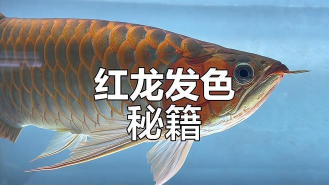 紅龍發色有哪些推薦【紅龍發色需要多大缸，哪種發色方法最有效？】