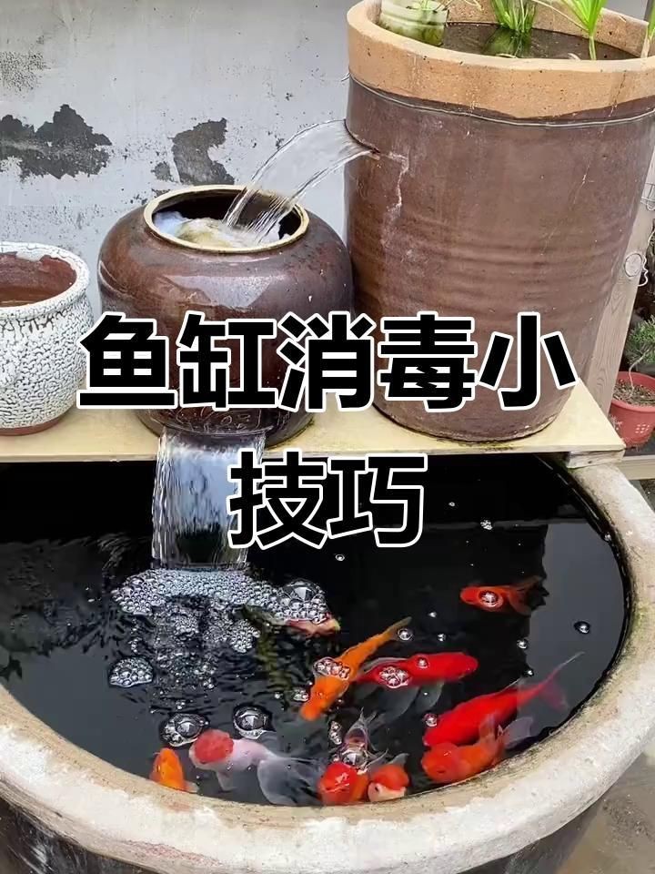 如何判斷魚(yú)缸是否需要消毒？【新魚(yú)缸真的需要消毒嗎什么情況下魚(yú)缸必須要消毒嗎】