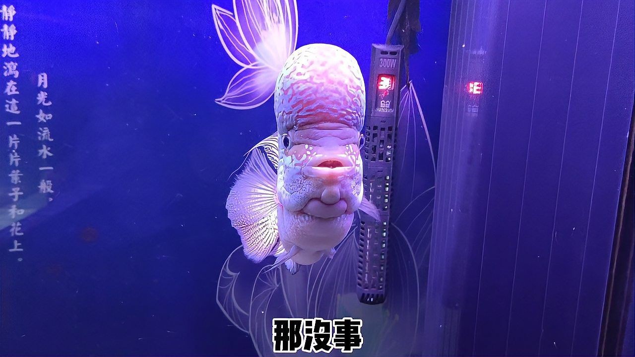 如何判斷魚(yú)缸是否需要消毒？【新魚(yú)缸真的需要消毒嗎什么情況下魚(yú)缸必須要消毒嗎】