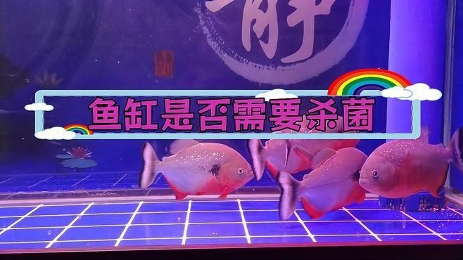 如何判斷魚(yú)缸是否需要消毒？【新魚(yú)缸真的需要消毒嗎什么情況下魚(yú)缸必須要消毒嗎】