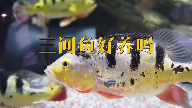 帝王三間魚適合新手養嗎【帝王三間魚好養嗎帝王三間魚飼養難度如何適合新手養嗎】
