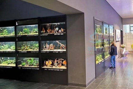 開個水族店一年賺多少【開個小型水族館一年利潤多少】