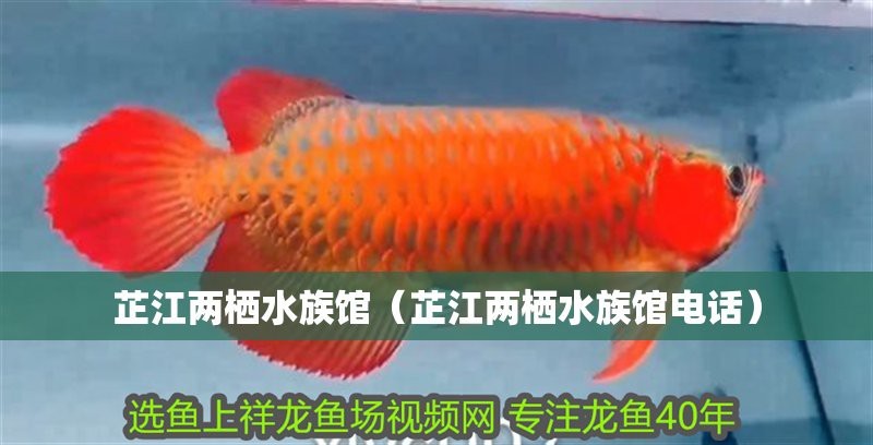 芷江水族店【芷江水族店：水族愛好者的奇妙天地】