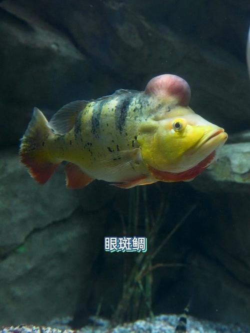 發色的帝王三間圖片【發色的帝王三間圖片介紹帝王三間在水族箱中養護要點】