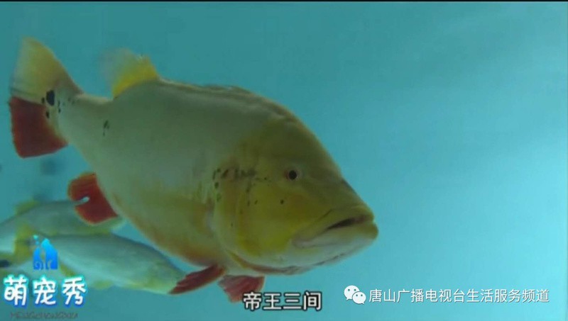 發色的帝王三間圖片【發色的帝王三間圖片介紹帝王三間在水族箱中養護要點】