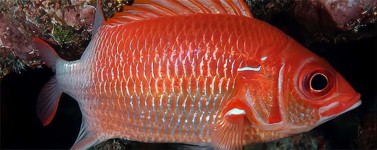龍魚爛尾能自愈嗎？【龍魚爛尾會自愈嗎】