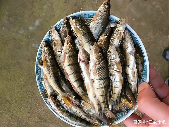 紅尾大勾魚為何要少吃【紅尾大勾魚多久喂一次食】