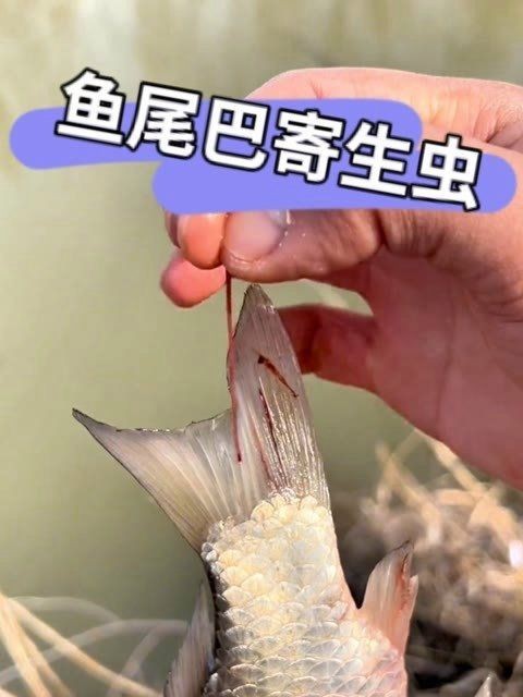 紅尾大勾魚為何要少吃【紅尾大勾魚多久喂一次食】
