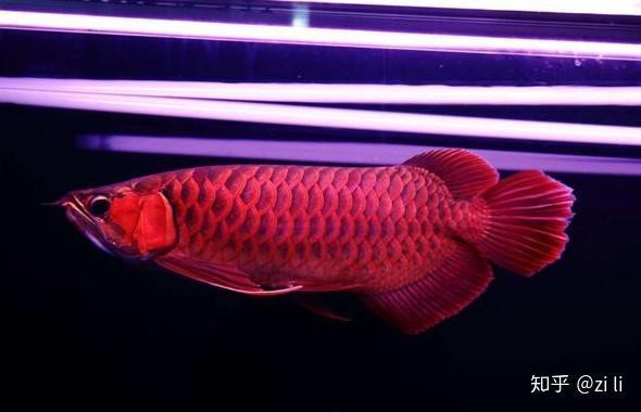 四大紅龍魚是哪四個(gè)【四大紅龍魚的色彩蛻變?yōu)榧t龍魚的色彩蛻變，黃金紅龍的飼養(yǎng)領(lǐng)域】