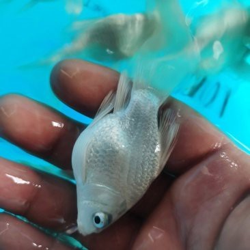 靜海龍魚店【天龍水族館的營(yíng)業(yè)時(shí)間是靜海龍魚店哪家口碑最好】 靜海龍魚店【天龍水族館的營(yíng)業(yè)時(shí)間是靜海龍魚店哪家口碑最好】 全國(guó)水族館企業(yè)名錄 第1張