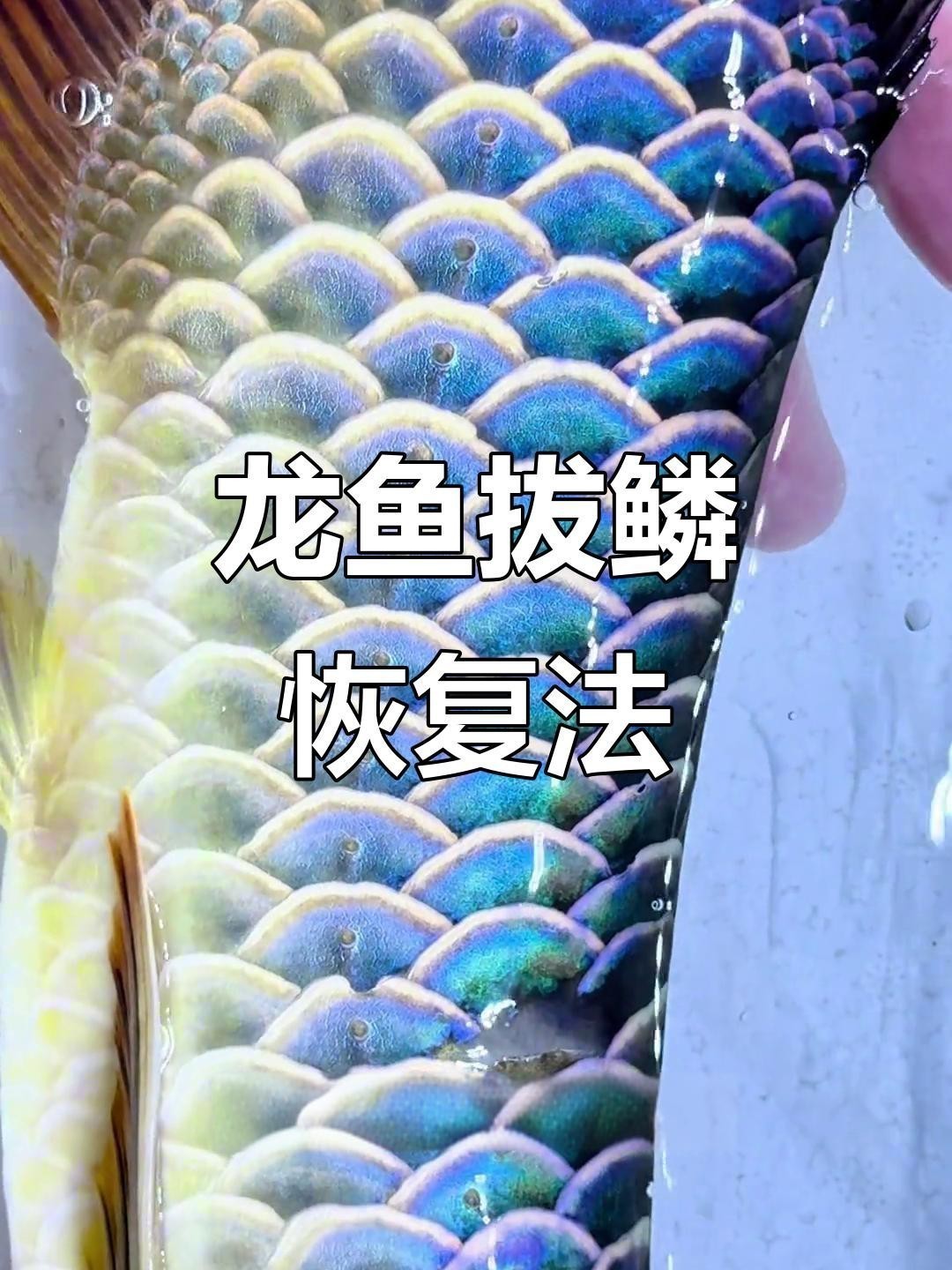 龍魚拔鱗后多久會恢復？【龍魚拔鱗后多久可以恢復正常喂食】