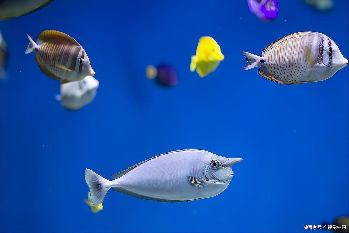海洋館最常見的魚【《海洋館最常見的魚》】