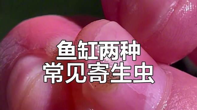 如何預(yù)防龍魚(yú)外寄生蟲(chóng)的感染？【龍魚(yú)體外寄生蟲(chóng)癥狀與治療方法】