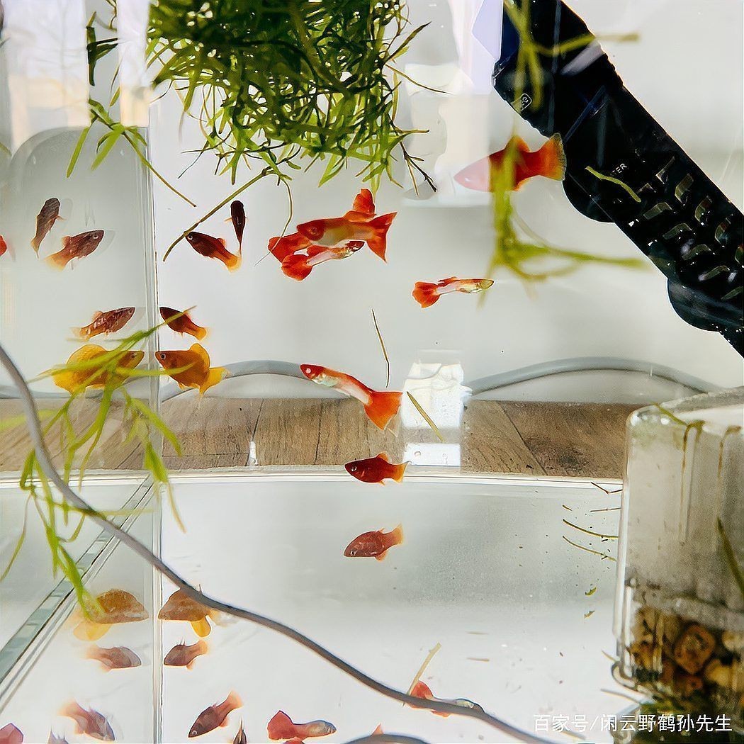 金龍魚和銀龍魚哪個更有飼養價值，金龍魚和銀龍魚哪個更有飼養價值金龍魚和銀龍魚哪個更有收藏價值