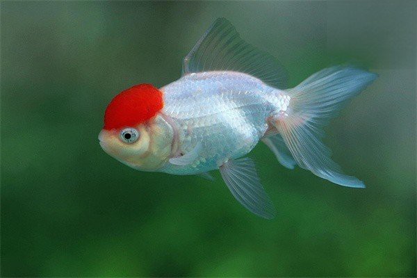 如何預防龍魚爛鰓病？【如何判斷龍魚是否得了爛鰓病】 如何預防龍魚爛鰓??？【如何判斷龍魚是否得了爛鰓病】 龍魚百科 第4張
