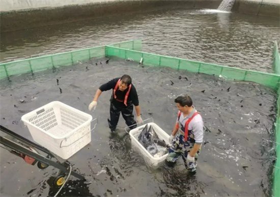 德江龍魚店【德江龍魚店——水族世界的奇妙角落】 德江龍魚店【德江龍魚店——水族世界的奇妙角落】 全國水族館企業名錄 第2張