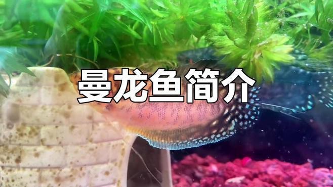 曼龍魚的市場(chǎng)價(jià)格是多少?【曼龍魚價(jià)格-最新黃曼龍魚價(jià)格批發(fā)報(bào)價(jià)】
