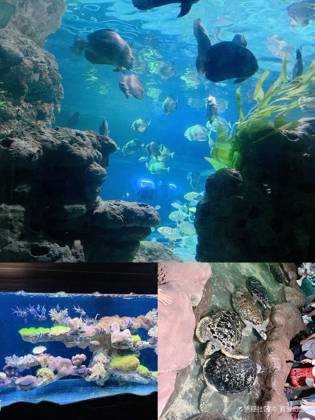 高安水族店【高安水族店哪家最好】