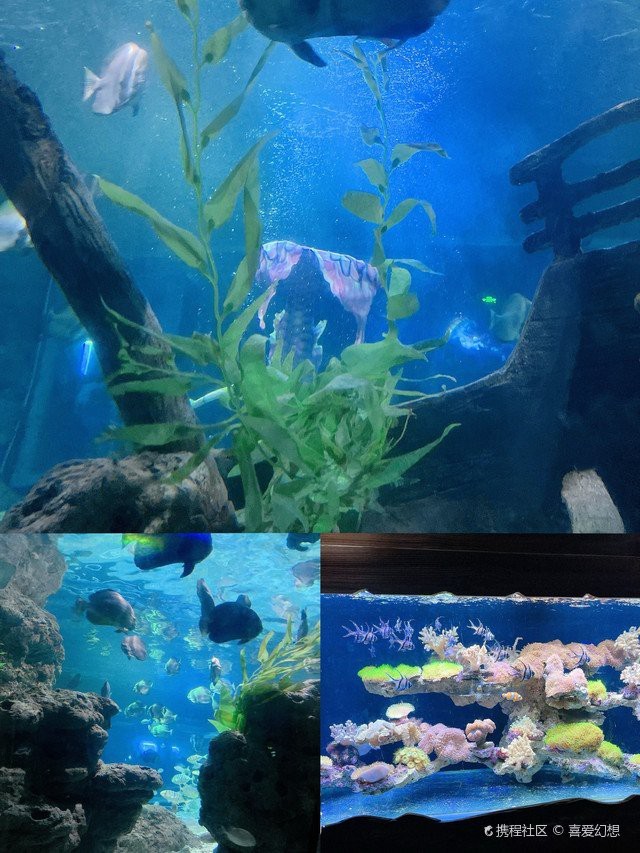 <strong><mark>高安</mark></strong>水族店【<strong><mark>高安</mark></strong>水族店哪家最好】
