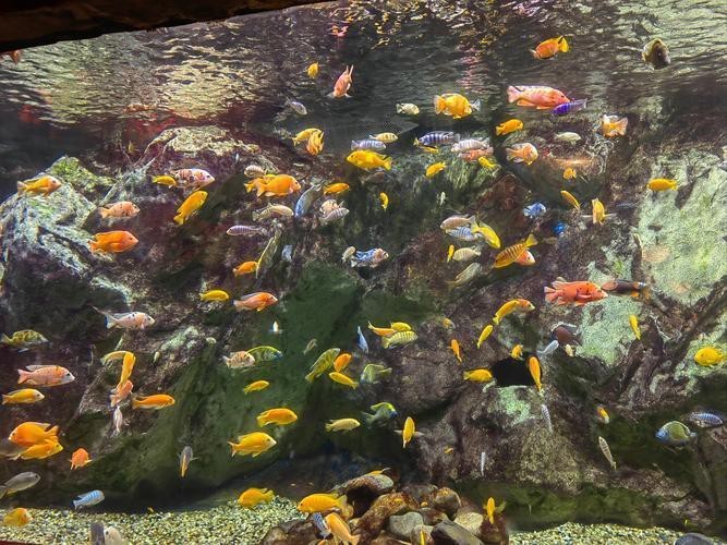 高安水族店【高安水族店哪家最好】
