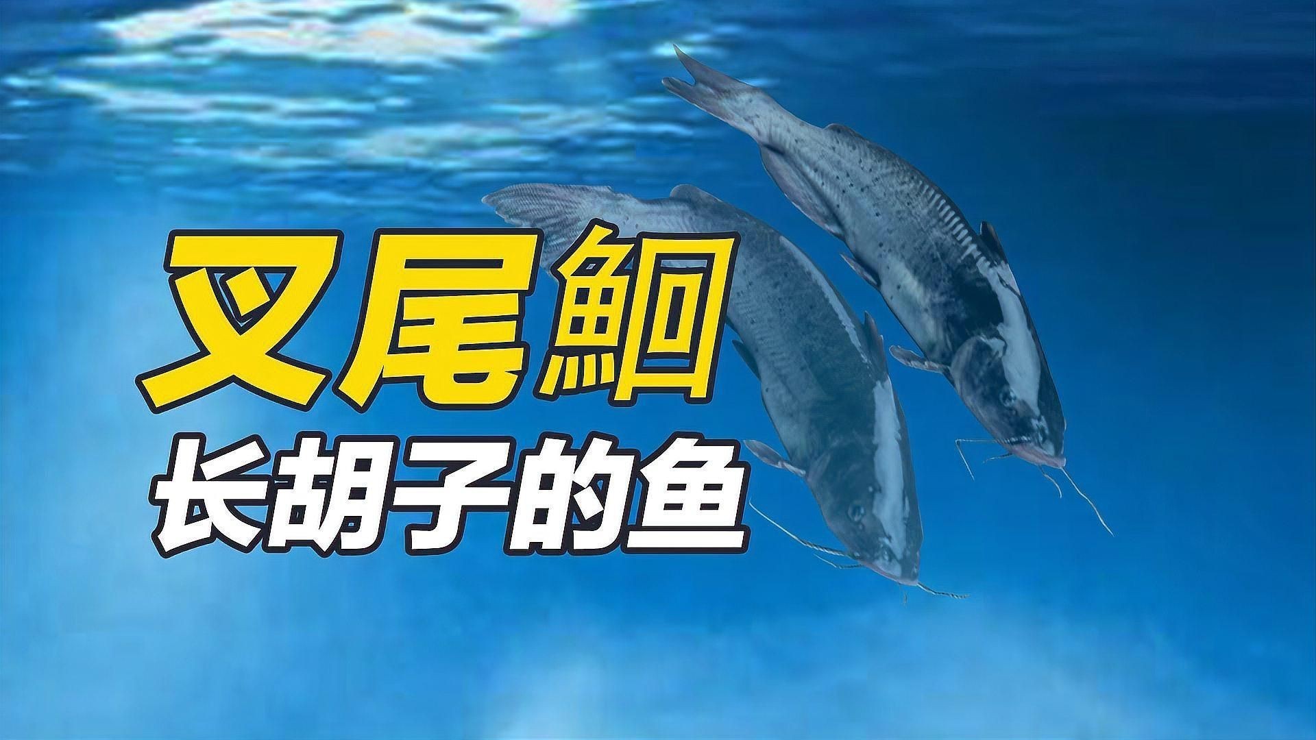 美國斑點叉尾鮰魚【斑點叉尾鮰:從“外來戶”到“本地魚”,一波多折成就游遍全球的優等生】