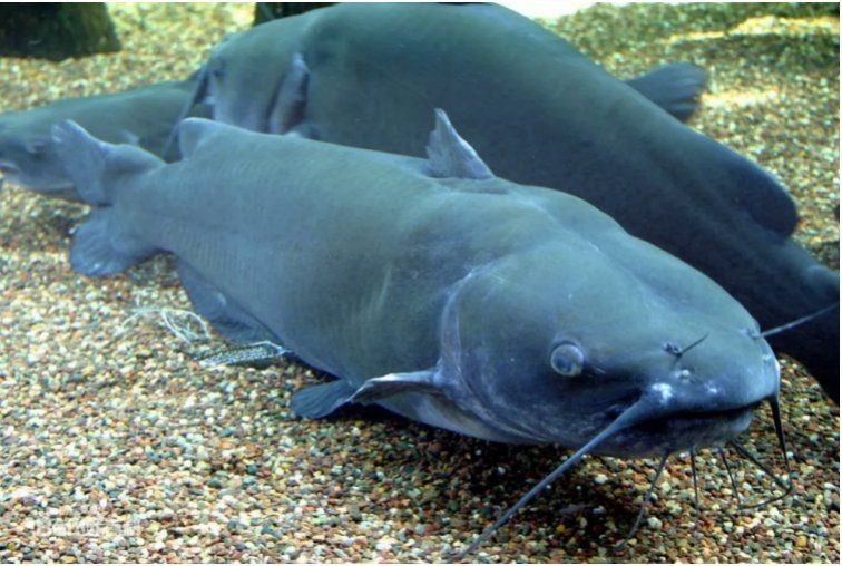 美國斑點叉尾鮰魚【斑點叉尾鮰:從“外來戶”到“本地魚”,一波多折成就游遍全球的優等生】
