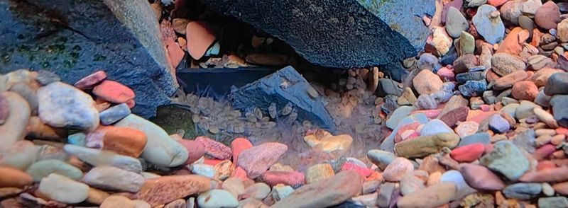 藍玉鳳凰魚兇不兇【藍玉鳳凰魚兇不兇聚能環磁驅,不到一個月又生一窩】