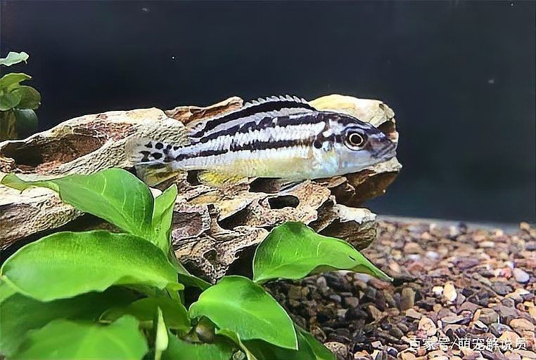藍玉鳳凰魚兇不兇【藍玉鳳凰魚兇不兇聚能環磁驅,不到一個月又生一窩】
