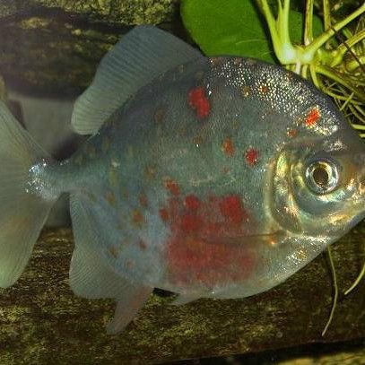 紅勾銀板魚又叫什么【紅勾銀板魚的市場價格是多少】