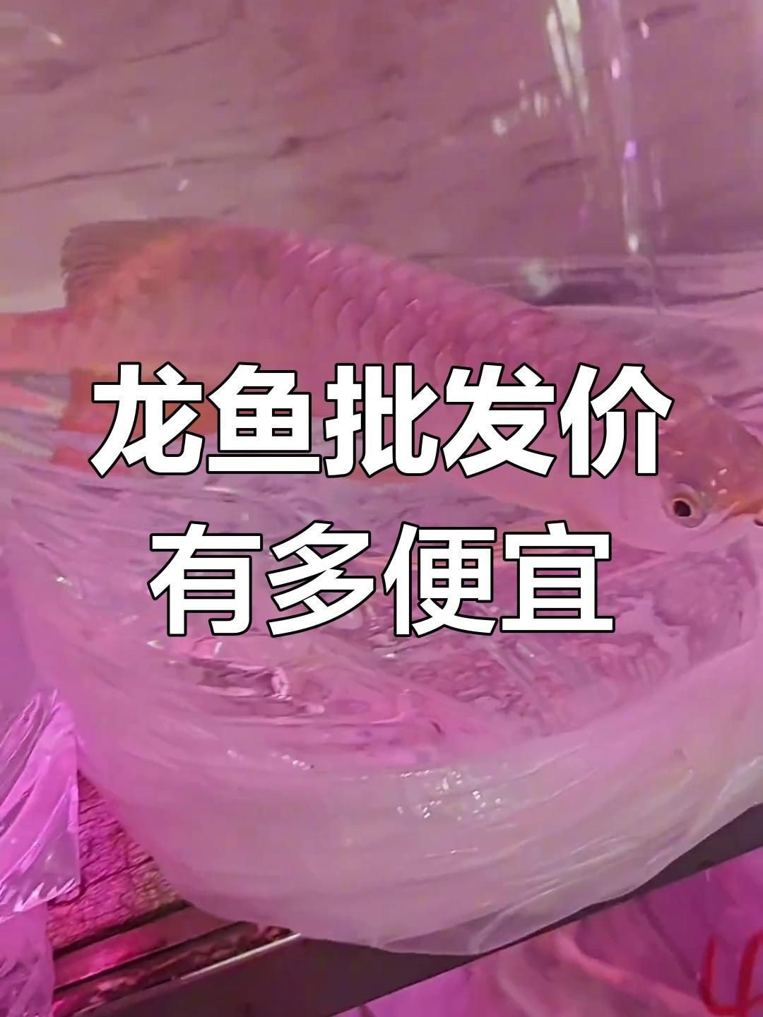 龍魚便宜【龍魚大概多少錢一條】 龍魚便宜【龍魚大概多少錢一條】 龍魚百科 第3張