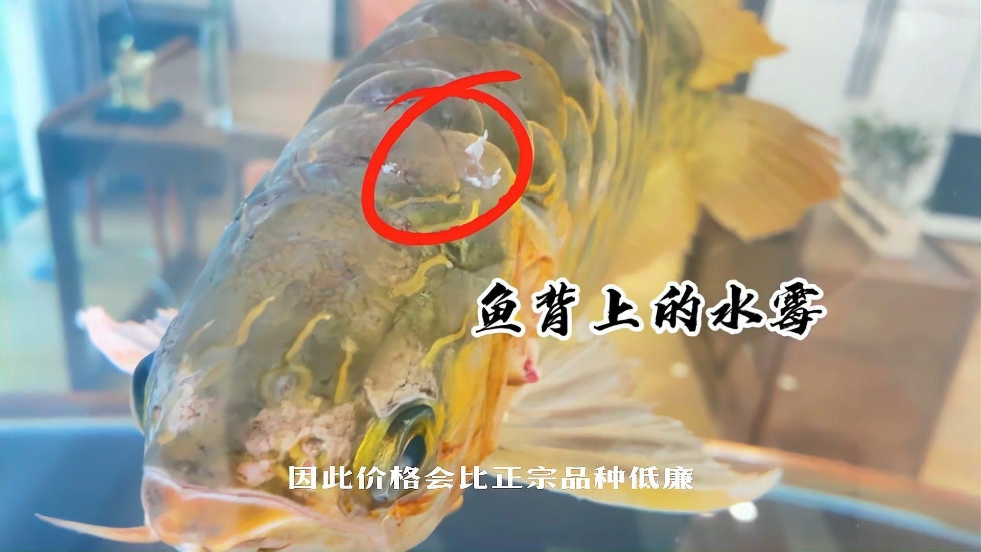 龍魚便宜【龍魚大概多少錢一條】 龍魚便宜【龍魚大概多少錢一條】 龍魚百科 第6張