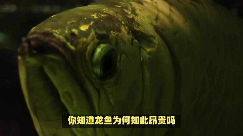 黃埔龍魚店【黃埔龍魚店：水族世界的奇妙角落】
