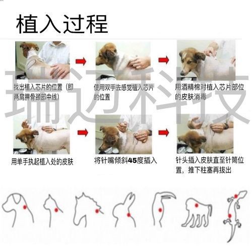 龍魚的芯片在哪個位置示意圖【龍巔龍魚芯片植入位置示意圖，龍魚芯片植入位置示意圖】 龍魚的芯片在哪個位置示意圖【龍巔龍魚芯片植入位置示意圖，龍魚芯片植入位置示意圖】 龍魚百科 第9張